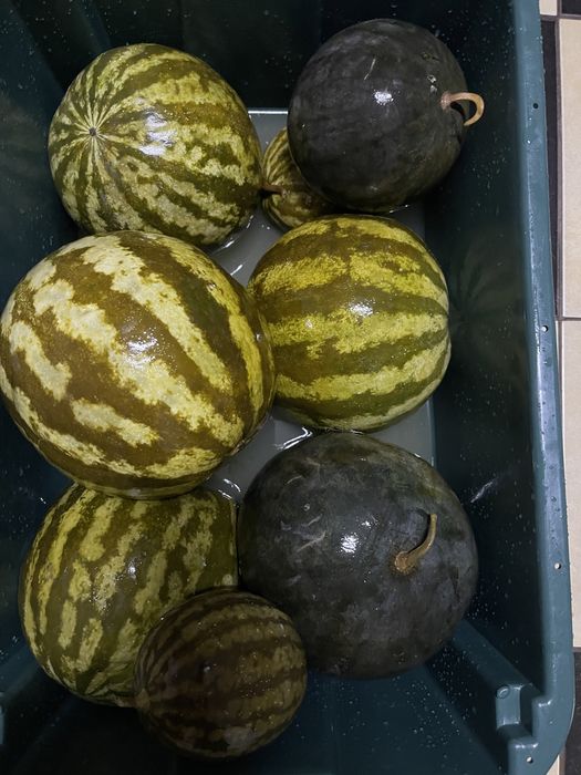 Pepene murat productie proprie