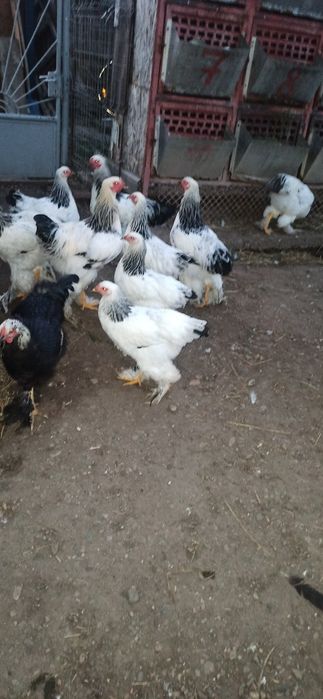 Cocoși brahma de vanzare