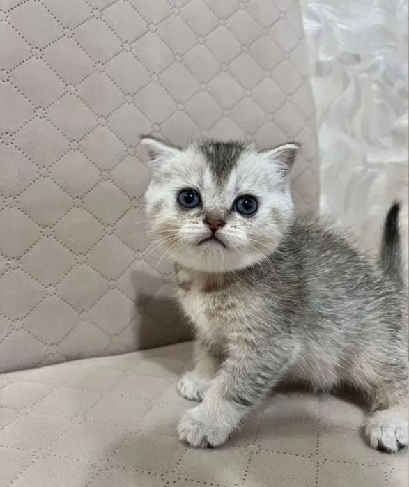 Мальчики шиншиллы серебро, чистокровные