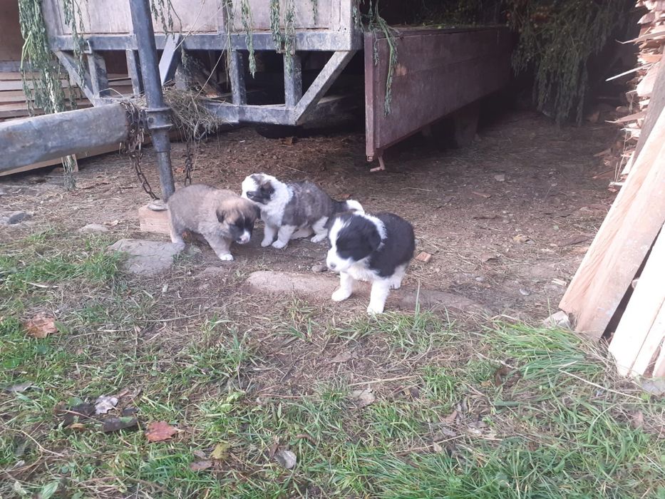 Catei pentru adoptie