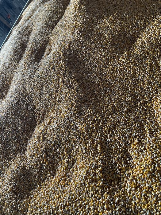 Vând porumb recoltă 2025