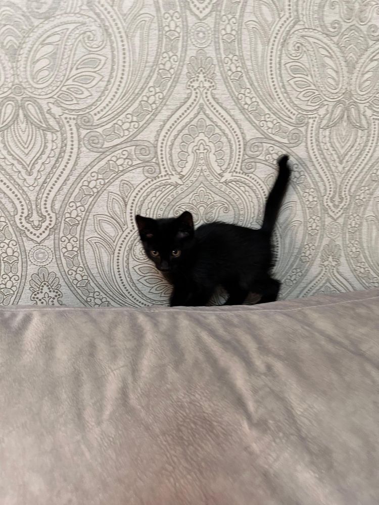 Без Кота и жизнь не та! Два Кота. Мальчики.
