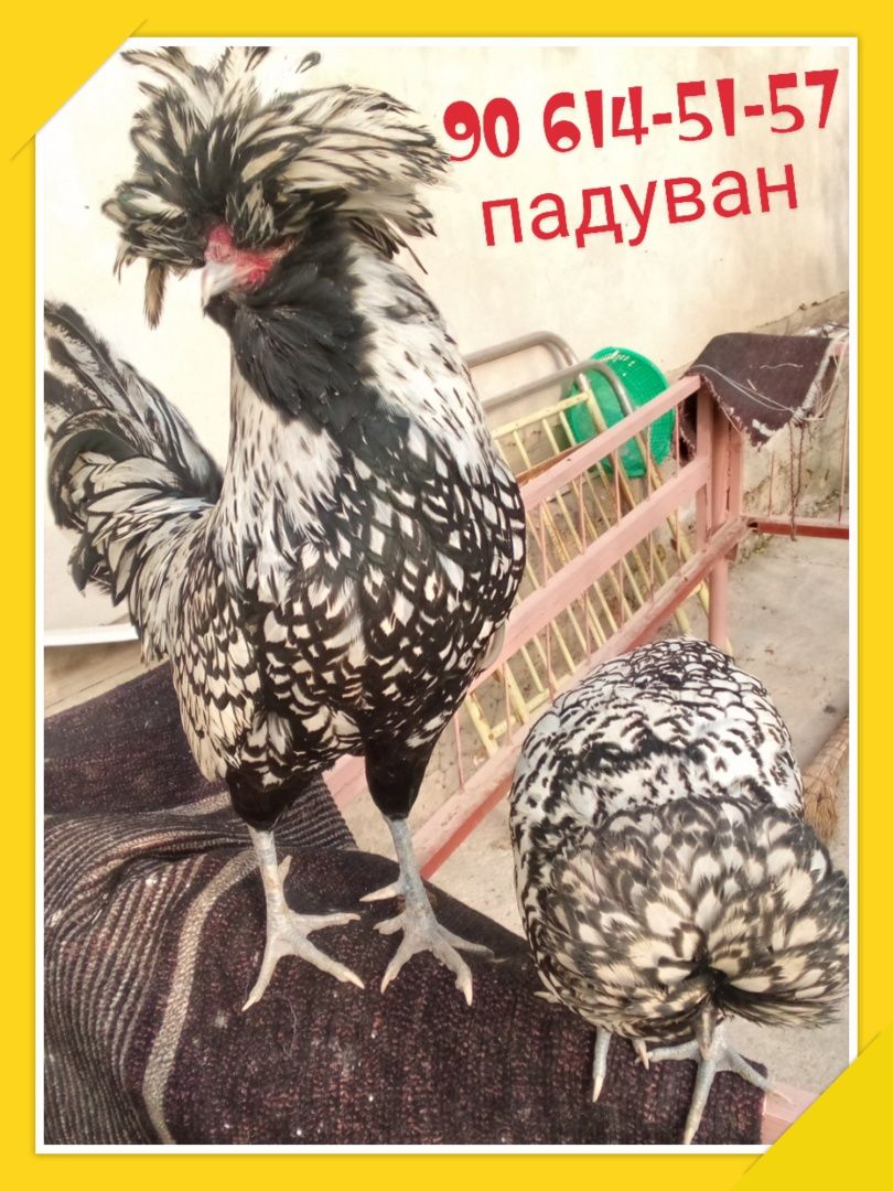 Падуван жужалар сотила