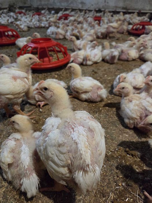 Цыплята бройлеры
