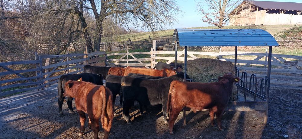 Vand 9 taurasi si 3 vitele