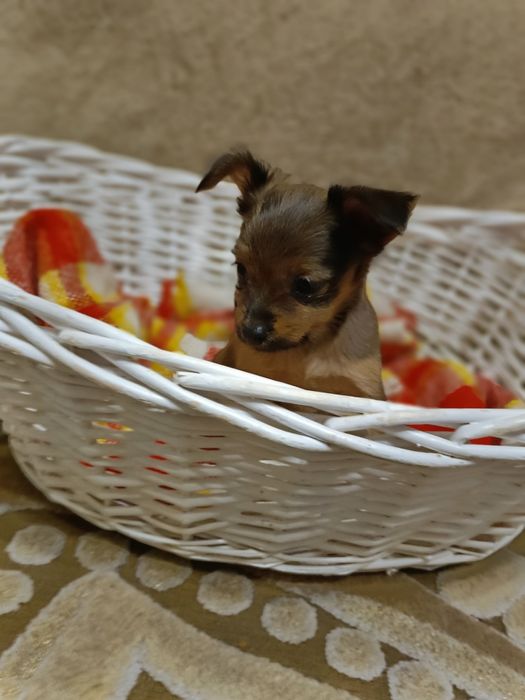 Щенок русского тоя