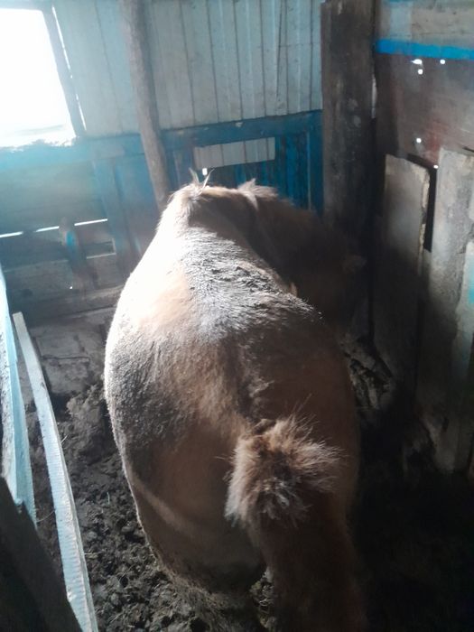 Продам кабылу с откорма