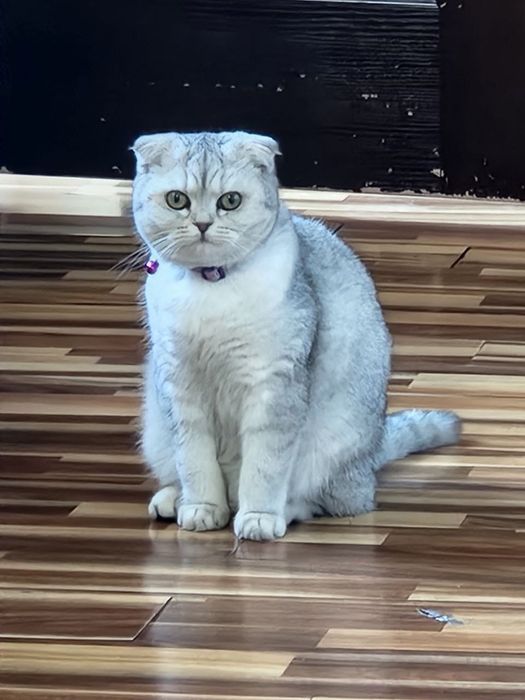 Bu mushuk — Scottish Fold (Shotland bukilgan quloqli)