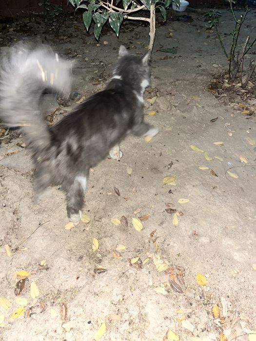 Chiroyli aqlli qiz bola mushuk hadyaga beriladi