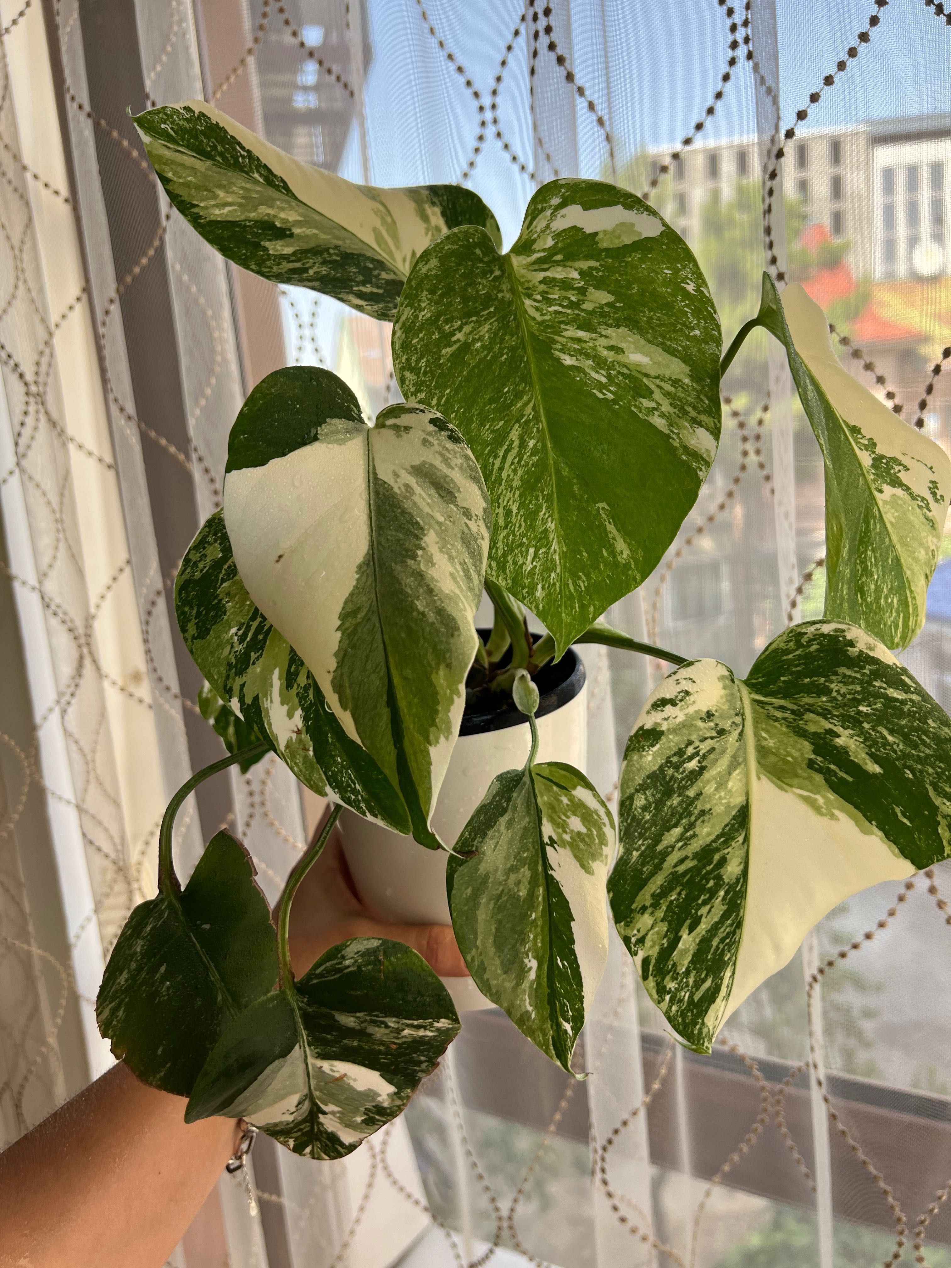 Продам растение Monstera Albo