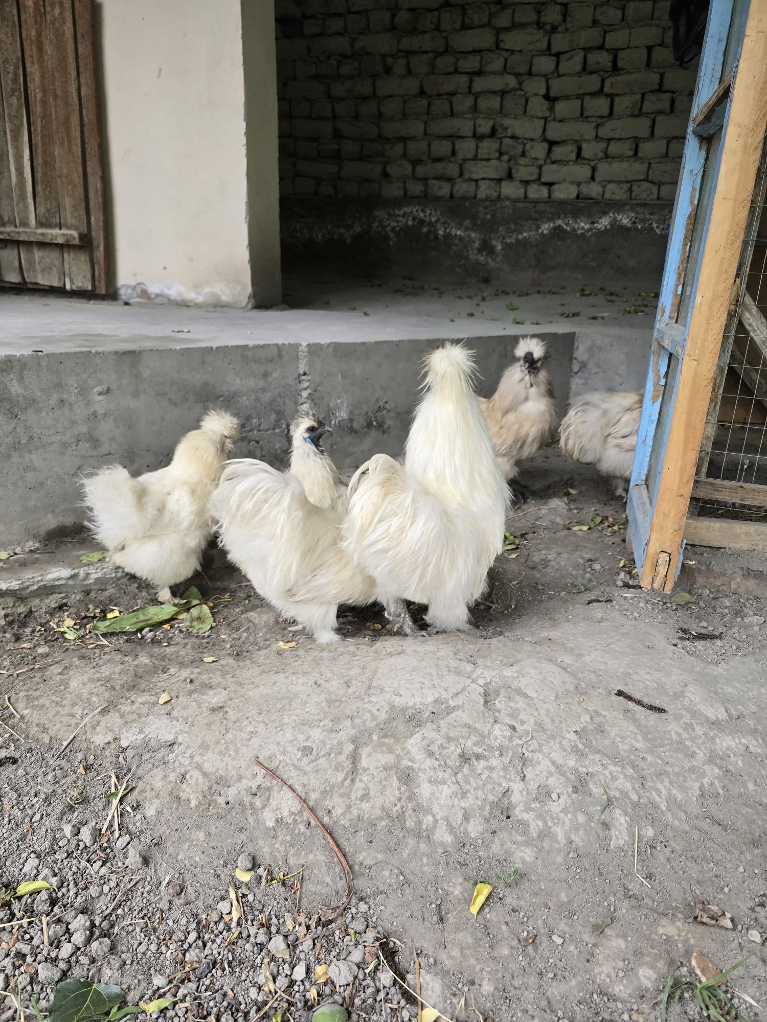Sholk xoʻrozchalar sogʻlom