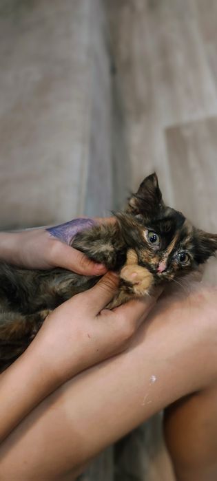 Котенок в добрые руки.