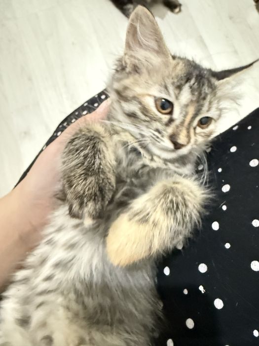 Продается котята сибирские чистая порода