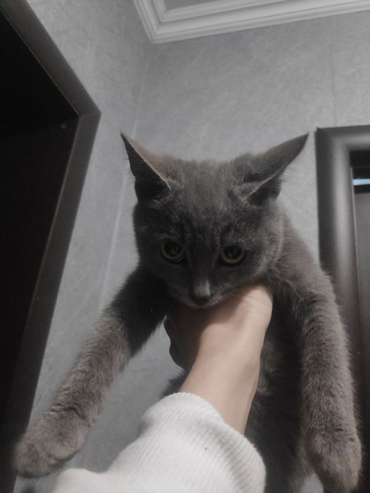 Котенок мальчик ищет дом