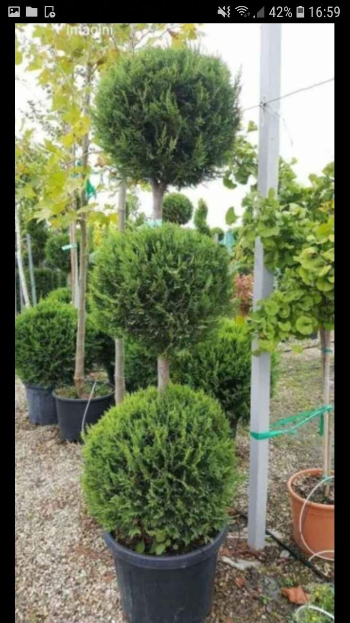 Va oferim o gama foarte mare de plante ornamentale