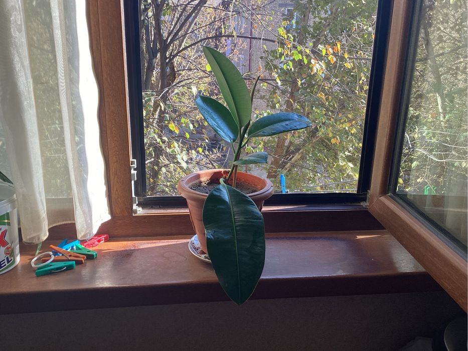 Продам фикус молодой.