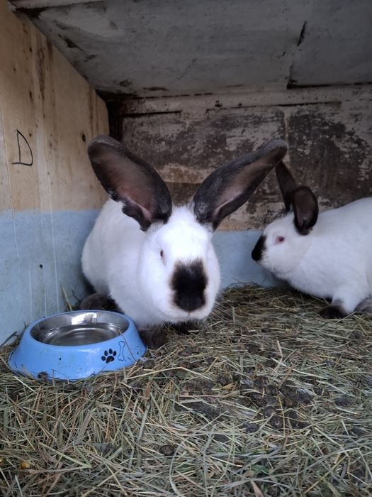 Uriaș de Transilvania