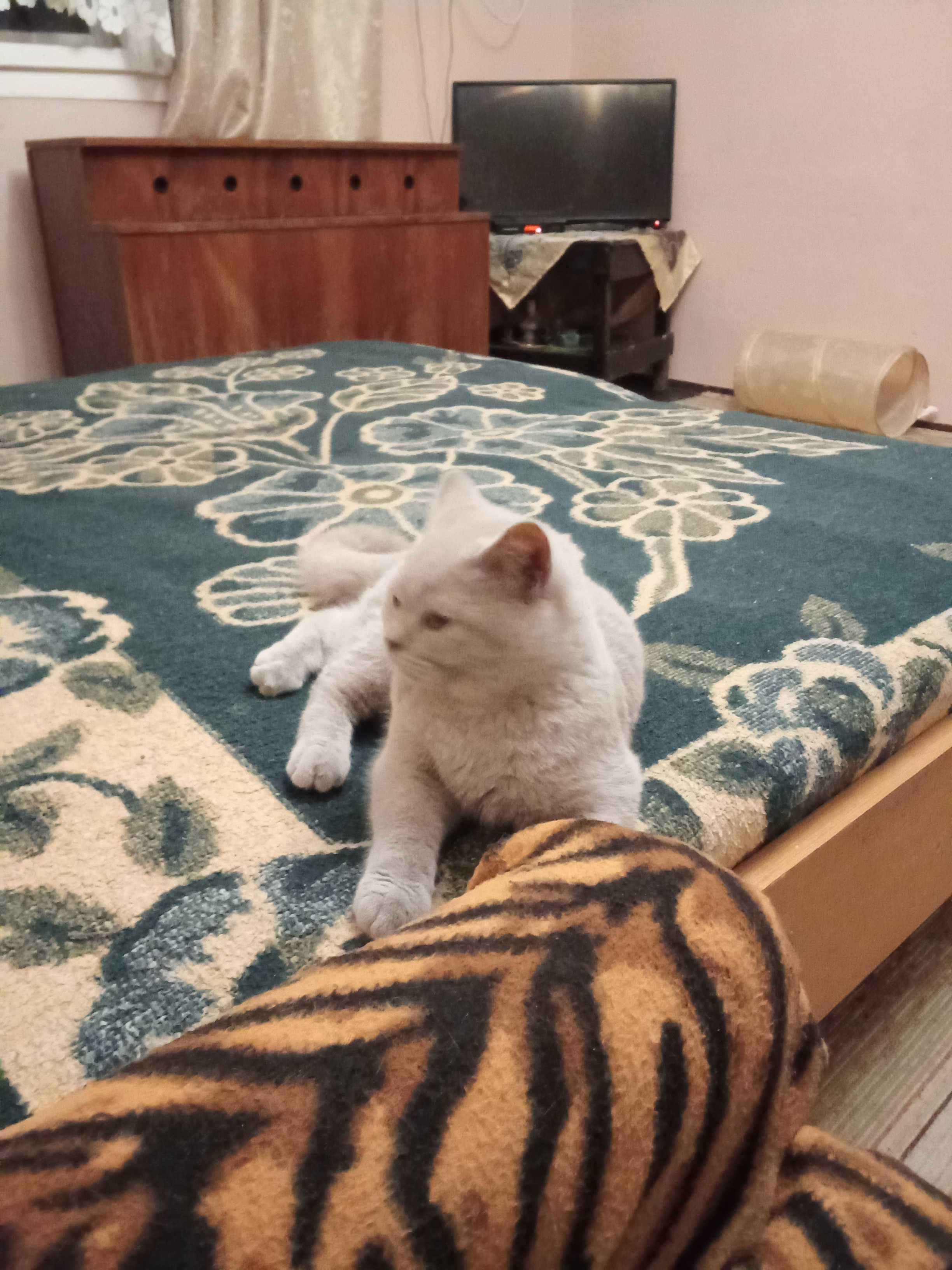 Продавам британска късокосместа котка
