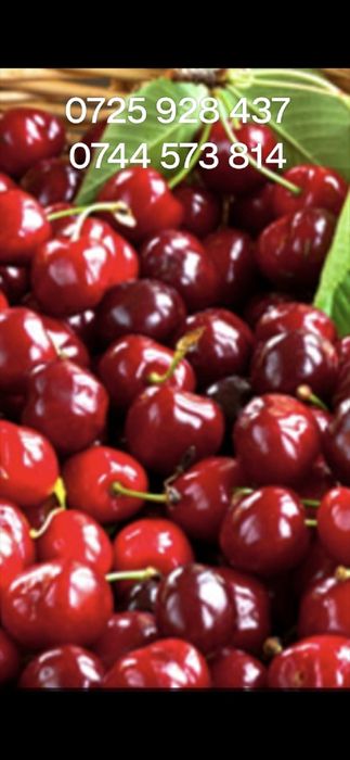 Prun.Nuci.Alun.Liliac.Cires.Aronia Meri Kaki Nectarin Migdal.Soc.Tei>R