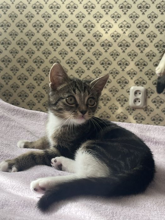 Отдам котенка в добрый руки)