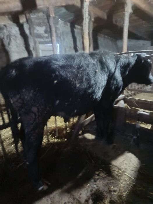 Продам бычок 1.5 г