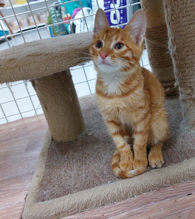 Котенок ярко рыжего окраса. Мальчик в добрые руки