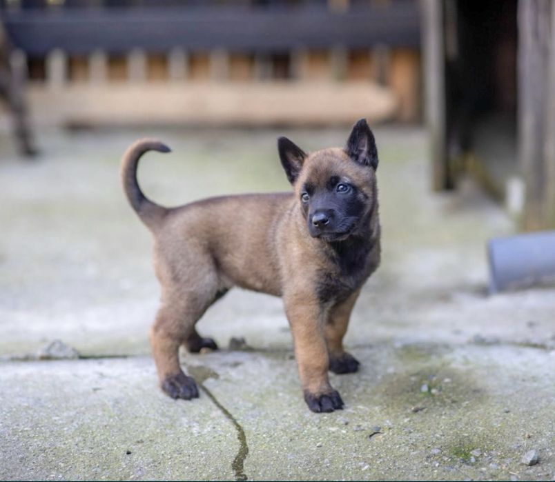 Pui de Ciobanesc Belgian Malinois