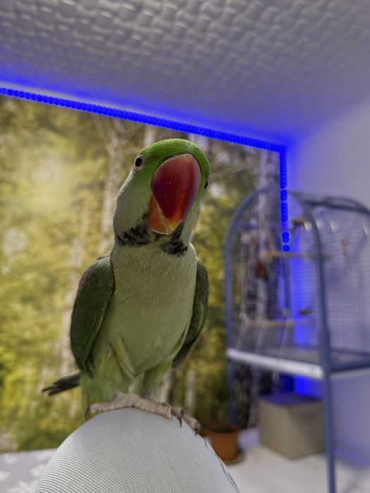 Papagal Marele Alexander