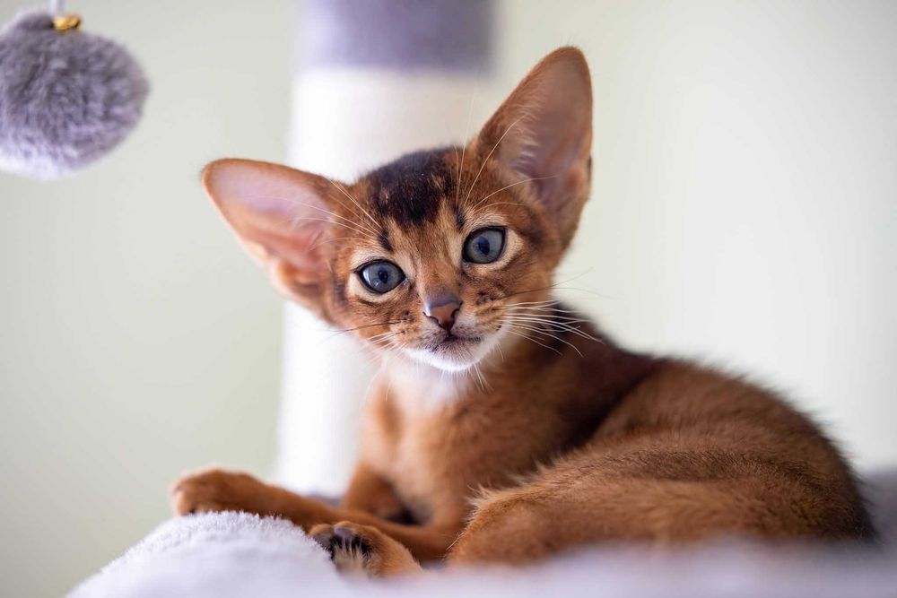 Pui pisica Abyssinian