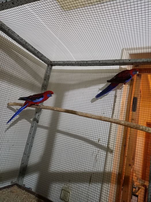 продаются пенантовые розеллы