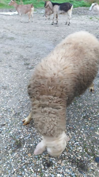 Мъжко агне Асаф ,