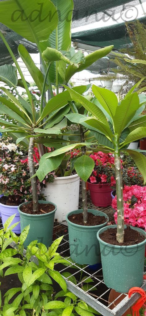 Planta Plumeria Frangipani Rubra