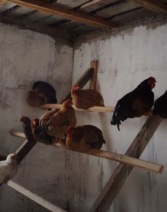 Куры домашние 25 штук есть