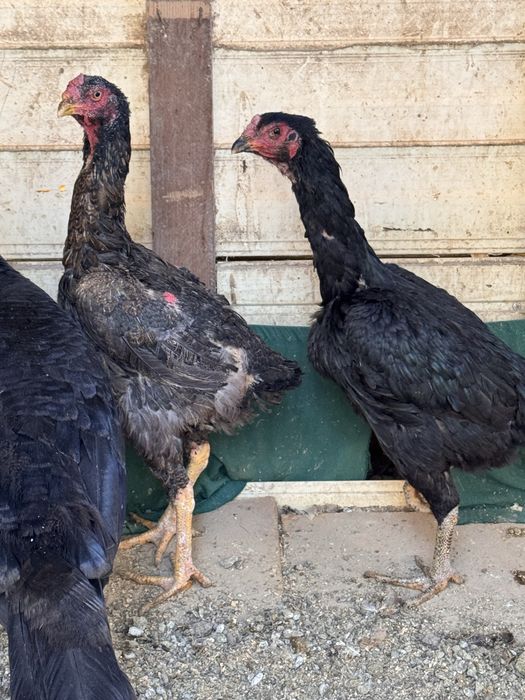 Toza qot dakan makiyonlar sotiladi yirik makiyonlar bolaniyam yaxshi