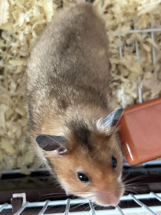 Серийский Хомячок продам