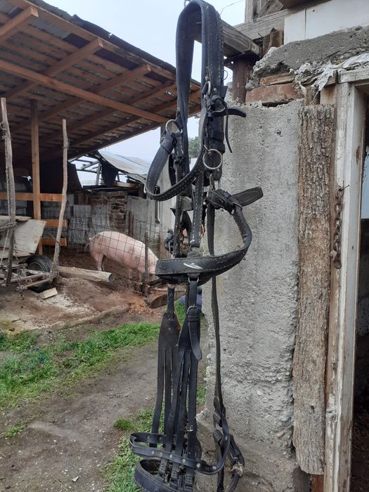 Ham pt cal purtat 1 an