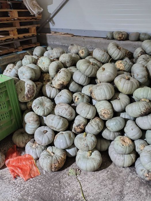 Dovleac de copt sau plăcintă