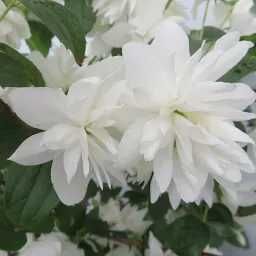Butas / Răsad pt plantat de Trandafir Domnesc sau Kerria Japonica