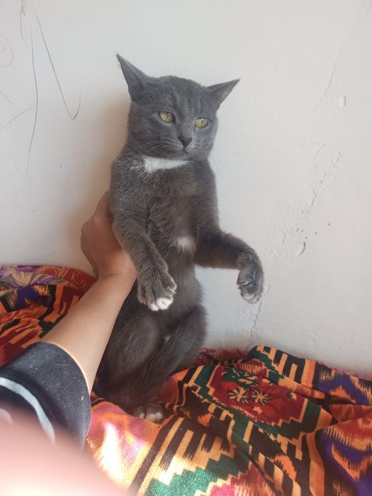 Отдам хорошие руки