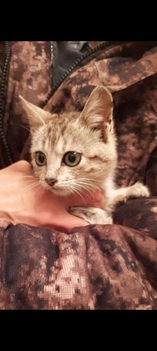 Отдам котенка в хорошие руки