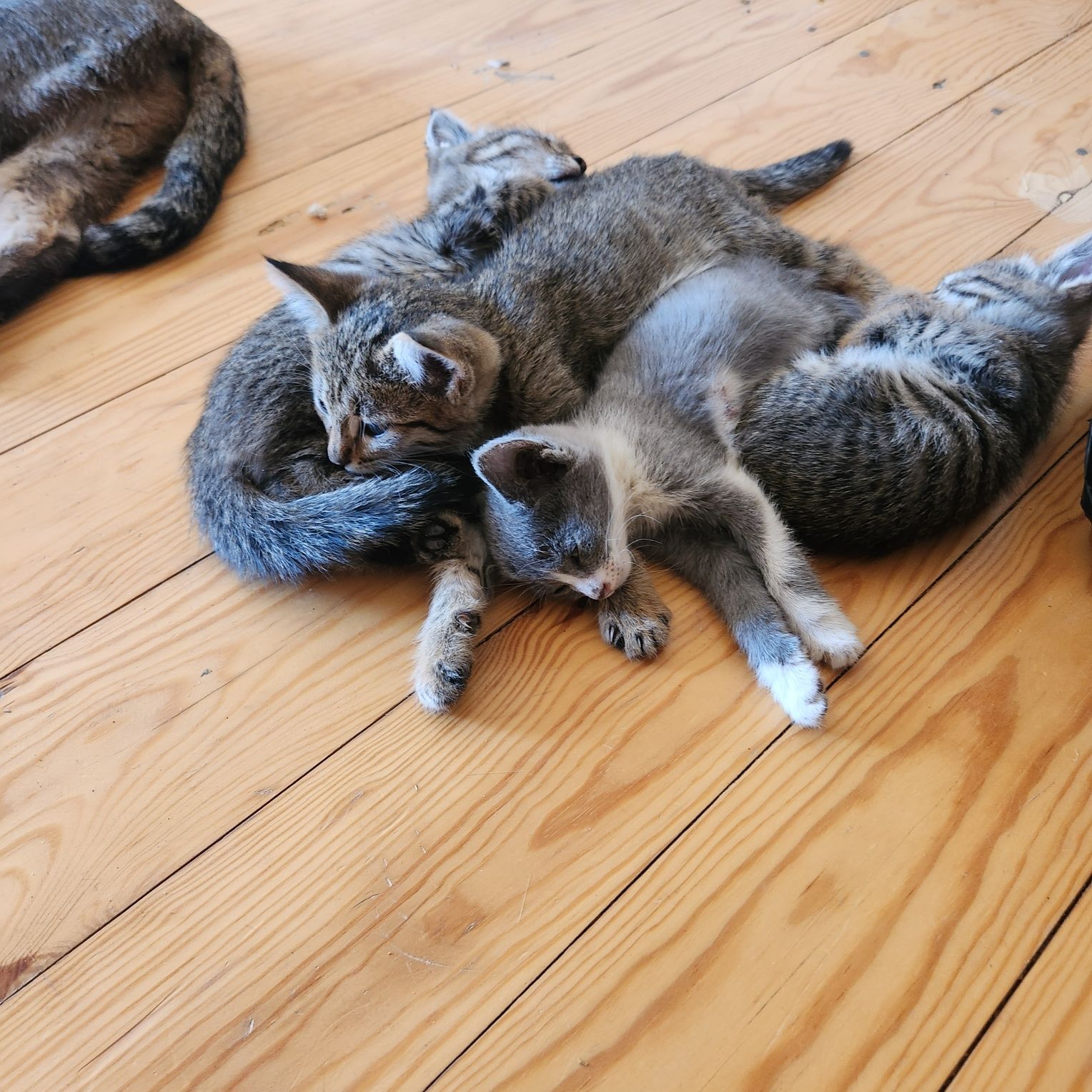 Котята бесплатно