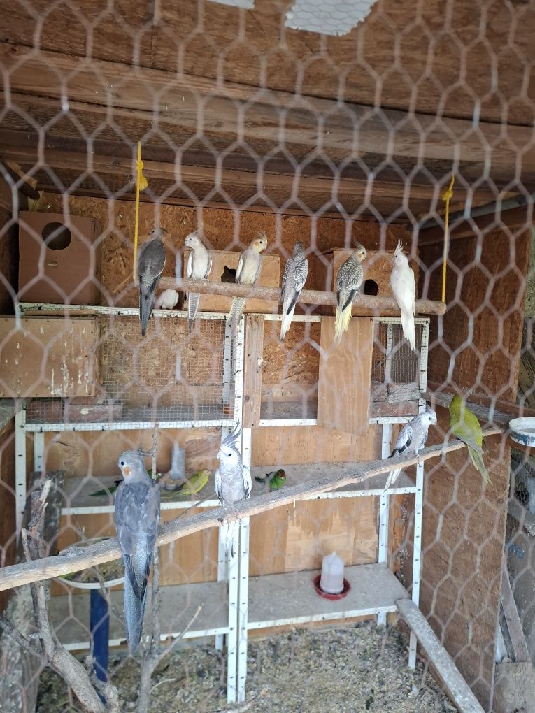 Папагали корела пловдив