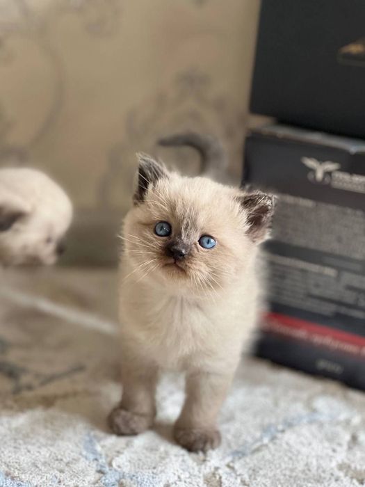 Мишик сотилади кичкина