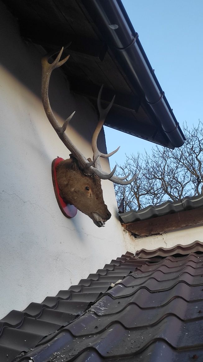 Vand trofeu cerb carpatin foarte mare