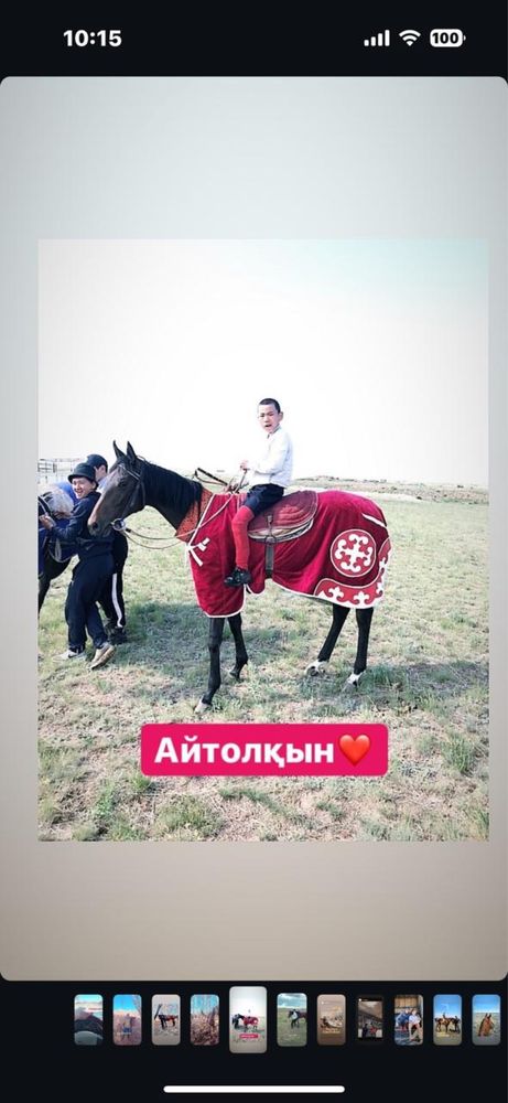 Кобыла чк покрытая чк жеребцом