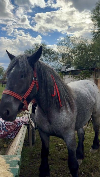 Se vinde manza de 2 ani