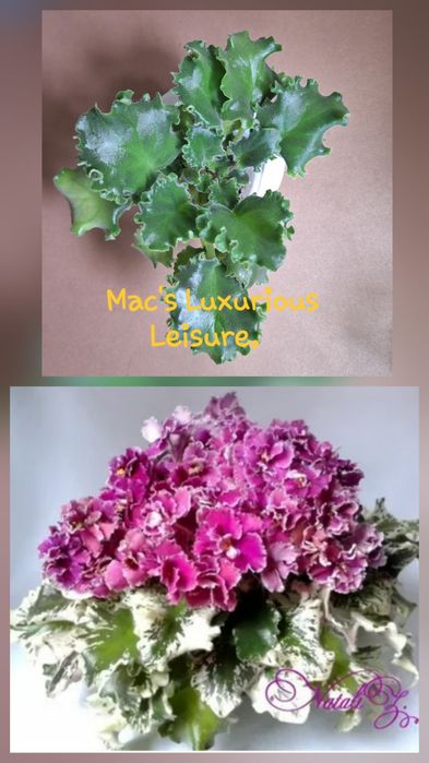 Детки от сортовых сенполий