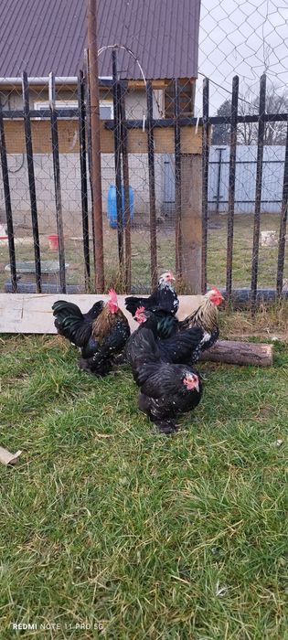 Găini pitice mii de flori 4+2