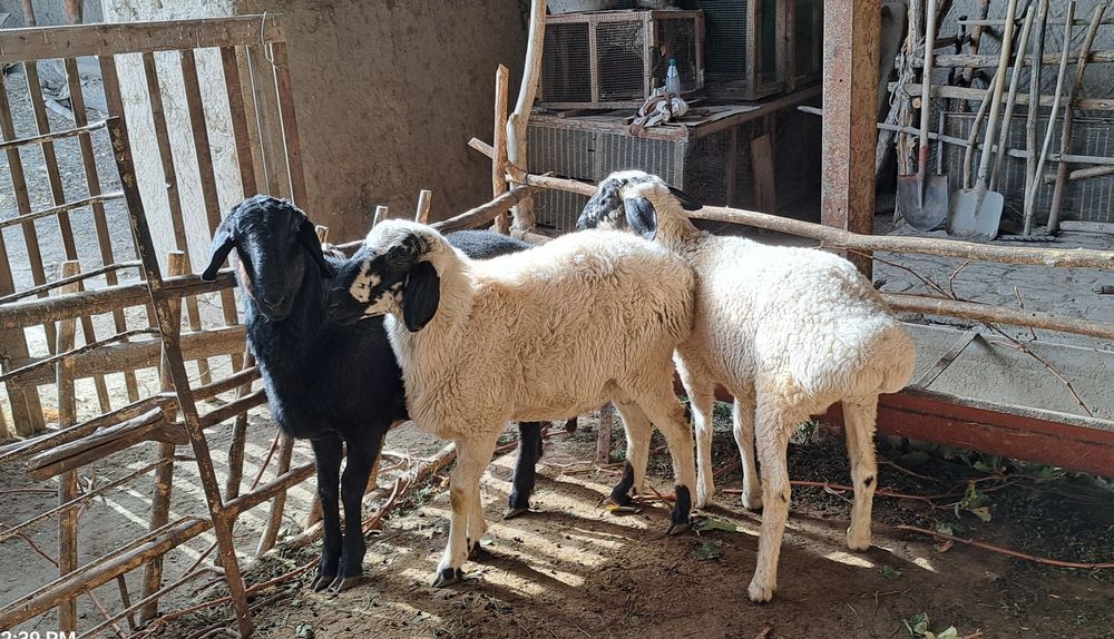 Хисор куй -1 та, кучкор-2 та, бир жойга сотилади.