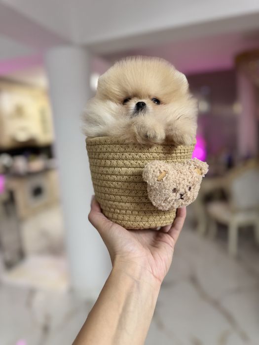Pomeranian extra mic